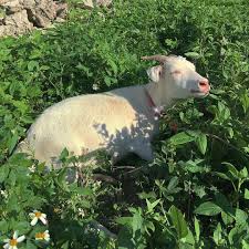 Pin By Emily M On The Aesthetic In 2020 Cute Animals Animals Friends Animals