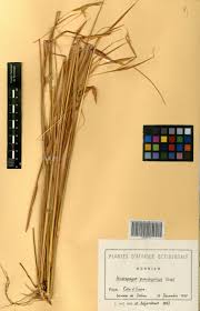 Image result for Andropogon pseudapricus