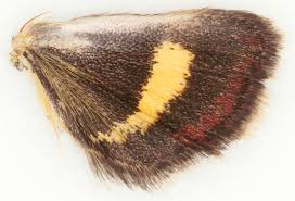 Image result for Pyrausta aurata