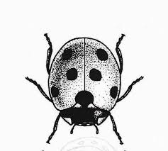 Black And White Ladybug Tattoo Ideas Tatowierung Handgelenk Tattoo Von Somaarttattoo Tattoos Tattoo Tatowierung Handgelenk Tattoo Von S In 2020 Lady Bug Tattoo Insekten Tattoo Tattoos Handgelenk