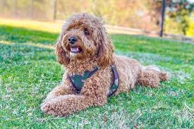 Cavapoo Dog Breed Shedding Grooming Size Price Marvelous Dogs