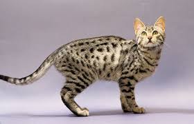 The bengal cat must be at least 4 generations away from the alc to be considered a bengal, otherwise considered a hybrid. Egyptian Mau Bengal Cat Facts Bengal Cat Cat Breeds