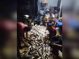 Maybe you would like to learn more about one of these? Jabatan Perikanan Siasat Tular Ikan Dituba Di Sungai Serting