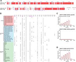 Structural characteristics of BtKY72 RBD bound to bat ACE2 reveal multiple  key residues affecting ACE2 usage of sarbecoviruses | mBio