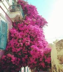 Grocery Guide And Tips For Plant Based Lifestyle Everything Abode In 2020 Bedroom Plants Habits Plants