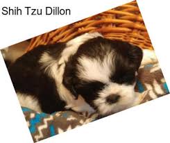 Maybe you would like to learn more about one of these? Shih Tzu Puppies For Sale In Colorado Springs Agriseek Com