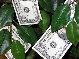 4.8 out of 5 stars. Guide To Wedding Money Trees Lovetoknow