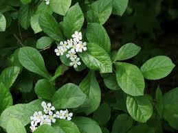 Image result for Polystachya villosa