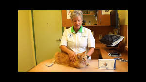 7) what age can dogs and cats start having revolution for pets? Flea Treatment For Cats How To Apply Revolution For Cats Youtube