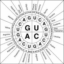 Ppt Unit 7 Part 2 Protein Synthesis Powerpoint