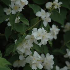 Check spelling or type a new query. Sweet Mockorange Philadelphus Coronarius In Richmond Fairfax Loudoun Prince William Fredericks Virginia Va At Meadows Farms Nurseries