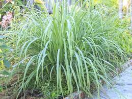 Epingle Sur Potager