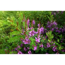 Image result for Indigofera transvaalensis