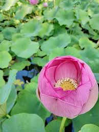 Guest house is located in 80 m from the centre. Pensiunea Silvia Baile Felix Home Facebook