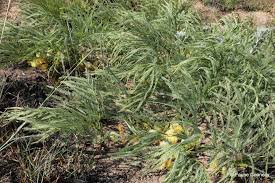 Image result for Elephantorrhiza suffruticosa
