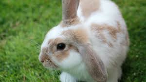 Their caging requirements are quite easy to handle since they can't jump or climb. What Are The Best Small Pets For Kids Sitters