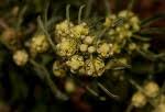 Image result for Lippia oatesii