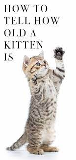 How To Tell How Old A Kitten Is Estimating Kitten Age