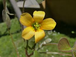 Image result for Oxalis purpurascens