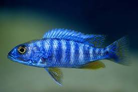 The electric blue african cichlid creates a gorgeous, colorful focal point in the freshwater aquarium. Sciaenochromis Fryeri Electric Blue Hap Seriously Fish