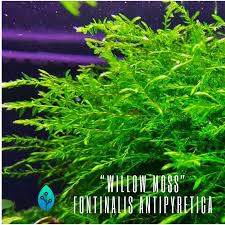 Image result for Rotala fontinalis
