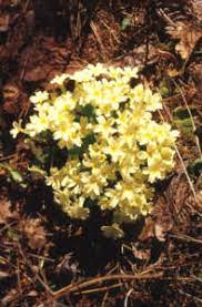 Cerchi qualcosa che stupisca ma che al. Flora Spontanea Di Campagne E Boschi In Marzo Aprile Ii Parte Passione In Verde