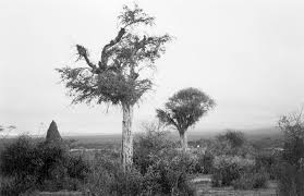 Image result for Caucanthus auriculatus