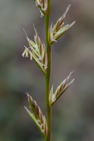 Image result for Lolium multiflorum
