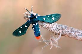 Black And Orange Bug That Looks Like A Wasp Ask Your Weird Animal Questions Insect Edition Wings Stings Insects Weird Animals Beautiful Bugs