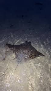 Bleached Stingray Barb