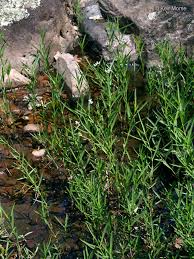 Image result for Justicia australis