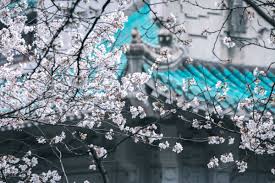 Include (or exclude) self posts. 6park Com æ­¦å¤§æ¨±èŠ± ä¸€ç¥¨éš¾æ±‚ å®ƒå‡­ä»€ä¹ˆå¦‚æ­¤ä»¤äººå'å¾€