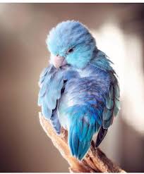 Bird Videos For Cats To Watch Online Watch The Best Youtube Videos Online The Beauty Of Someone Else Is Not The Absence Of Your Own Colours Nature S With Images Animals Beautiful Birds Pet Birds