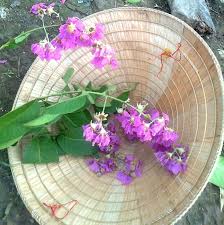 Image result for nón lá qua cầu