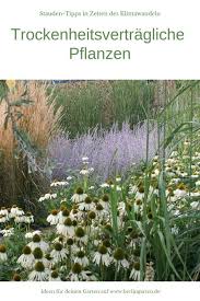 Klimawandel So Ubersteht Dein Garten Lange Trockenheit Steingarten Pflanzen Stauden Garten