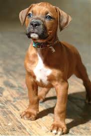 Check spelling or type a new query. Ridgeback Pit Mix Shefalitayal