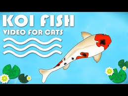 Cat Games On Screen Catching Koi Fish Entertainment Video For Cats To Watch Kitty Games Cat Gif Cute Kitten Gif