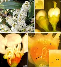 Bienvenido al upper east side. Comparative Studies On Structure Of The Floral Nectaries And The Abundance Of Nectar Production Of Prunus Laurocerasus L Springerlink
