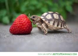 Image result for cute baby animals