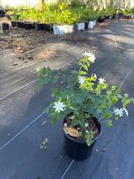 Image result for Jasminum multiflorum