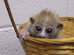 Double Trouble Meet Twin Baby Pygmy Slow Lorises