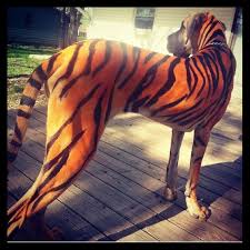Awesome Pet Paint Tiger Striped Great Dane Great Dane Costume Great Dane Dogs Diy Dog Costumes