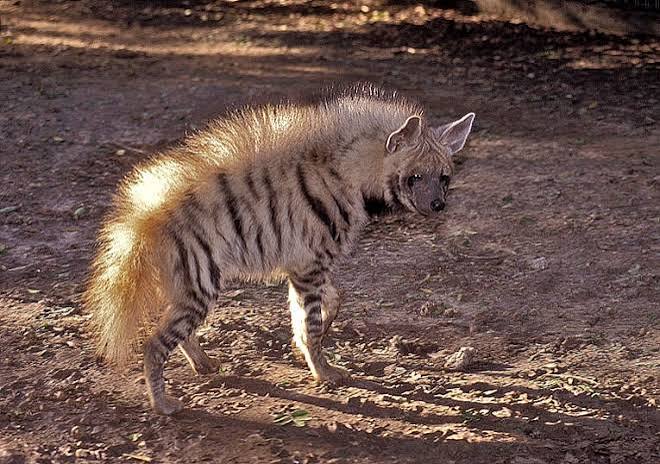 Pune: Viral Video Shows Hyena Near Bombay Sappers Hill; Watch