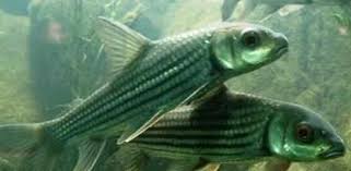 Download iate, european union, 2017. Ikan Temoleh Harga