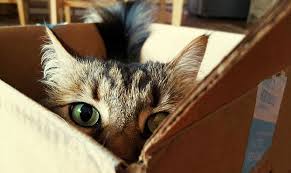 Maybe you would like to learn more about one of these? 5 Reasons Why Cats Love Boxes So Much