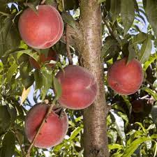 Image result for Peach Melba Yellow 1977 Holden Fleet