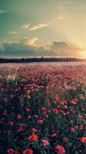 Flowers Farms Sunshine Sunset Iphone Wallpaper Sunset Iphone Wallpaper Scenery Wallpaper Wallpaper Nature Flowers