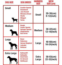 Average Labrador Weight Online Charts Collection