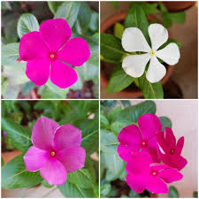 We did not find results for: Periwinkle Vinca Growing Periwinkle Vanita S Corner