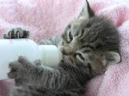 wie sie eine waisenkatze mit der hand aufziehen baby katzen katzenbabys katzen